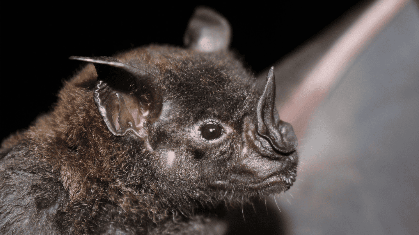 Controle de Morcegos